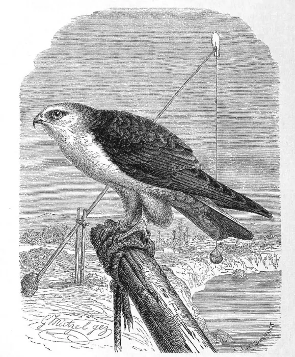 Framed Print : Bird, black-winged kite (Elanus caeruleus) Framed Print : Bird, black-winged kite (Elanus caeruleus)
