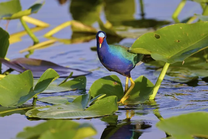 Framed Print : A bird with blue plumage and a red beak stands on leaves in the water