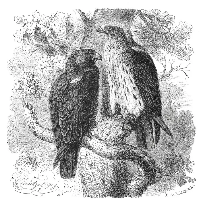 Framed Print : Bird, Booted Eagle (Hieraaetus pennatus) (Aquila)