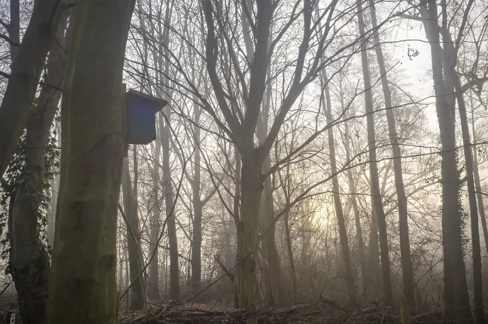 Framed Print : Bird box attached to a tree trunk in a misty forest with sun rays