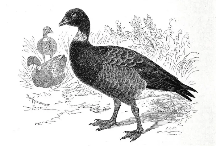 Framed Print : Bird, brant goose (Branta bernicla)