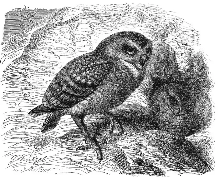 Framed Print : Bird, Burrowing Owl (Athene cunicularia) Framed Print : Bird, Burrowing Owl (Athene cunicularia)