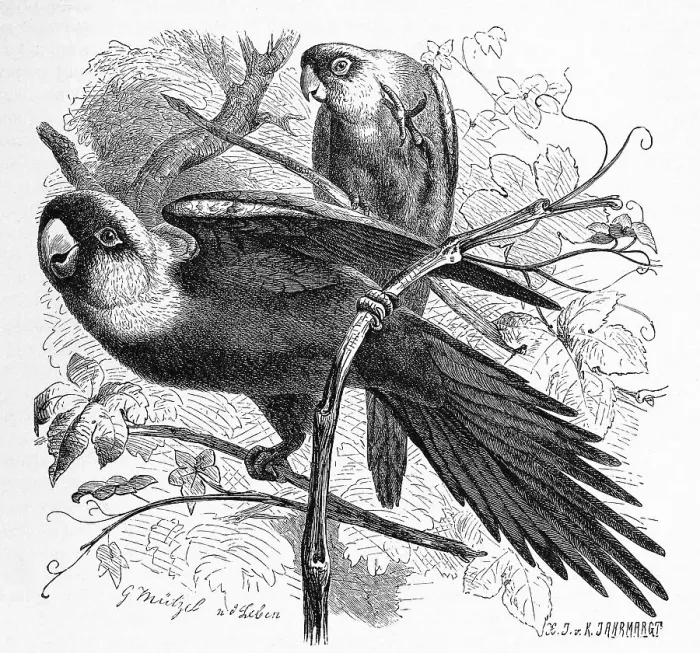 Framed Print : Bird, Carolina Parakeet, Conuropsis carolinensi
