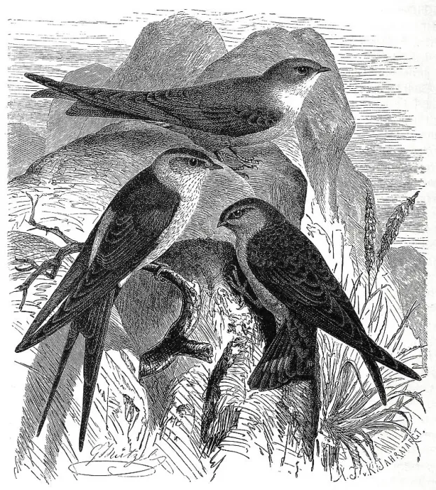 Framed Print : Bird, Cave Swallow (Ptyonoprogne rupestris) Framed Print : Bird, Cave Swallow (Ptyonoprogne rupestris)