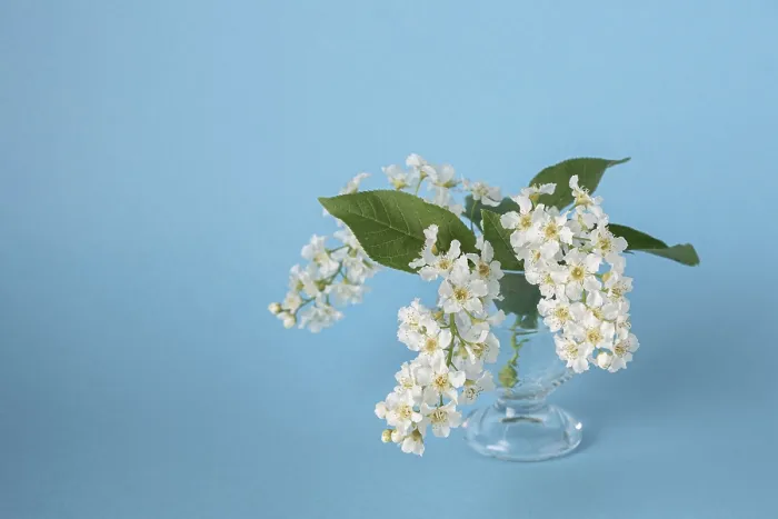 Framed Print : Bird cherry flowers in a container with water on a blue background