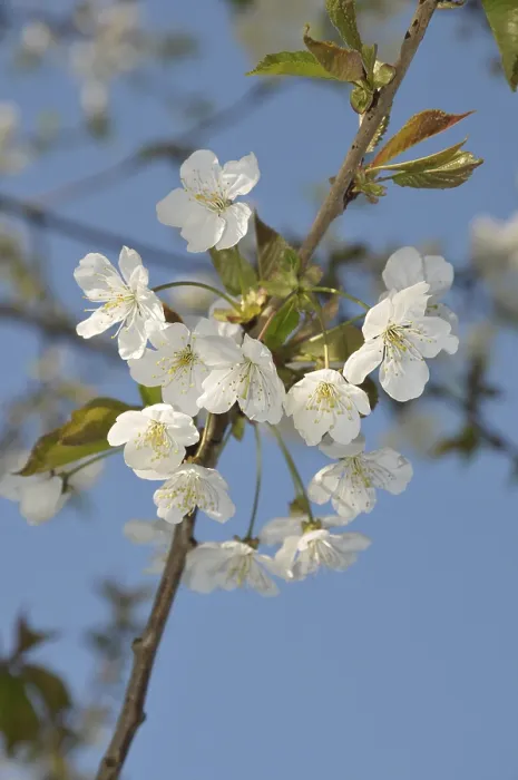 Framed Print : Bird cherry (Prunus avium) Framed Print : Bird cherry (Prunus avium)