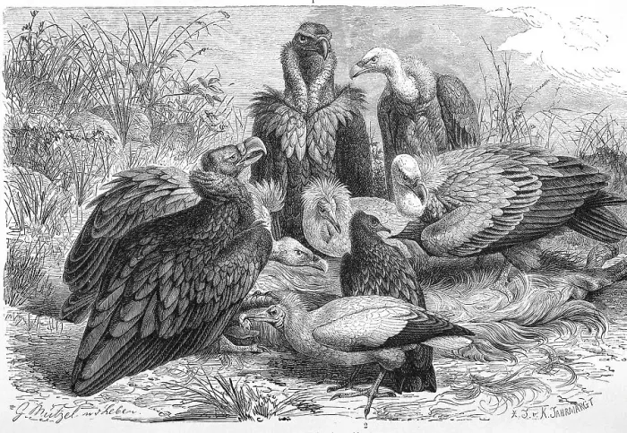 Framed Print : Bird, Cinereous vulture (Aegypius monachus) or cowbird