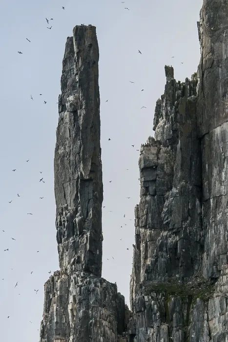 Framed Print : Bird cliff Alkefjellet, Svalbard