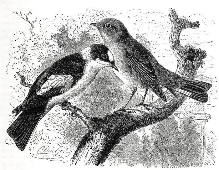 Framed Print : Bird, Collared Flycatcher, Muscicapa collaris and Pygmy Flycatcher