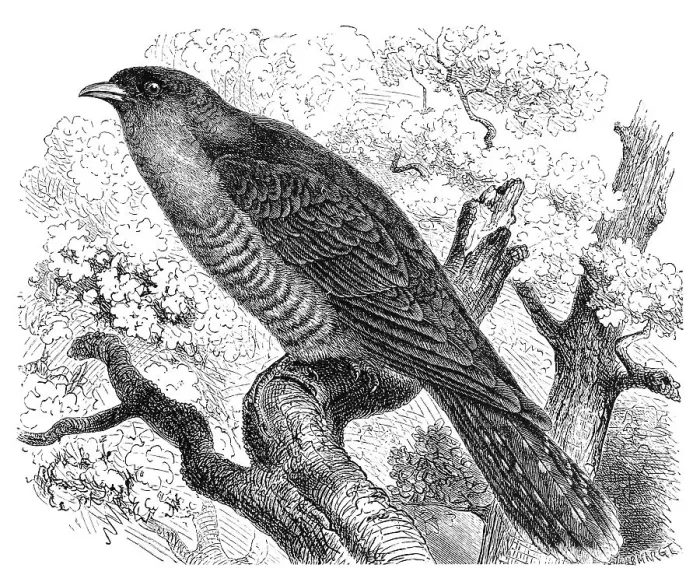 Framed Print : Bird, common cuckoo (Cuculus canorus) belongs to the order of Cuckoo Birds Framed Print : Bird, common cuckoo (Cuculus canorus) belongs to the order of Cuckoo Birds