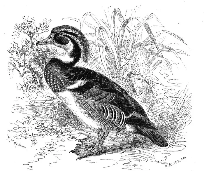 Framed Print : Bird, Common mallard, bird species from the duck (Aix sponsa) family