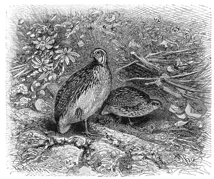 Framed Print : Bird, common quail (Coturnix coturnix) Framed Print : Bird, common quail (Coturnix coturnix)