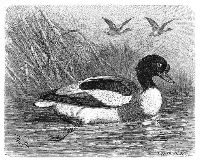 Framed Print : Bird, common shelduck (Tadorna tadorna)