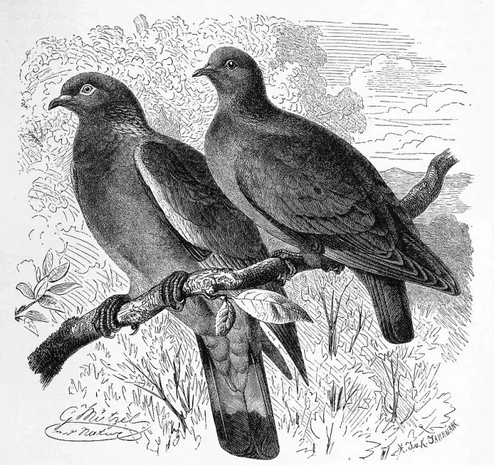 Framed Print : Bird, common wood pigeon (Columba palumbus)