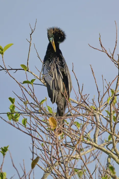Framed Print : Bird with conspicuous feathered head sitting on a bare branch Framed Print : Bird with conspicuous feathered head sitting on a bare branch
