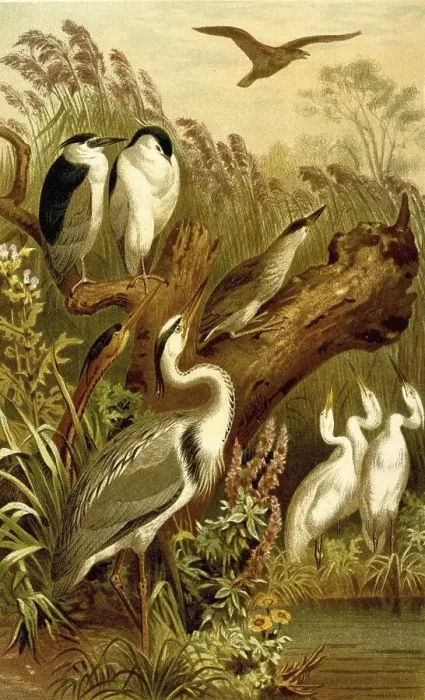 Framed Print : Bird, Day and night heron (Nycticorax nycticorax)