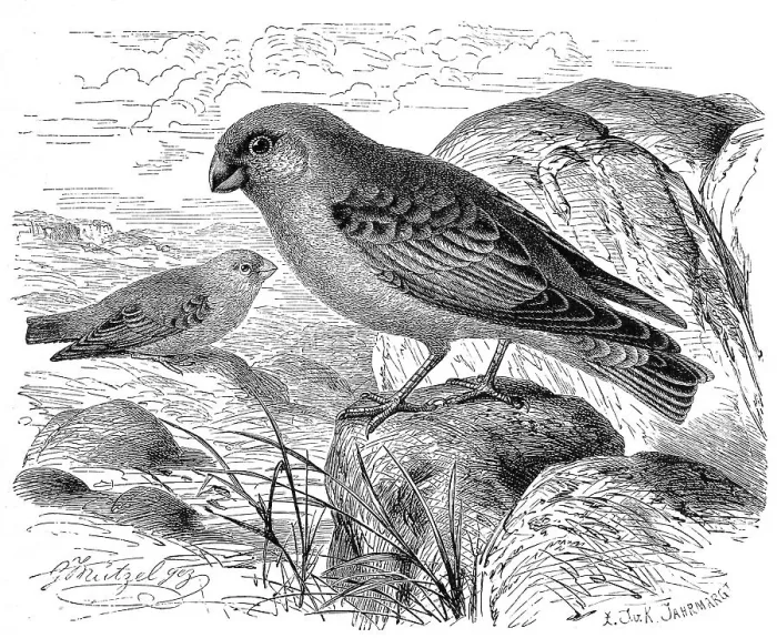 Framed Print : Bird, Desert Bullfinch or trumpeter finch (Bucanetes githagineus) Framed Print : Bird, Desert Bullfinch or trumpeter finch (Bucanetes githagineus)