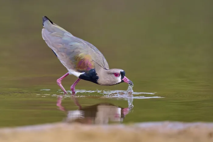 Framed Print : Bird dipping its beak into the water