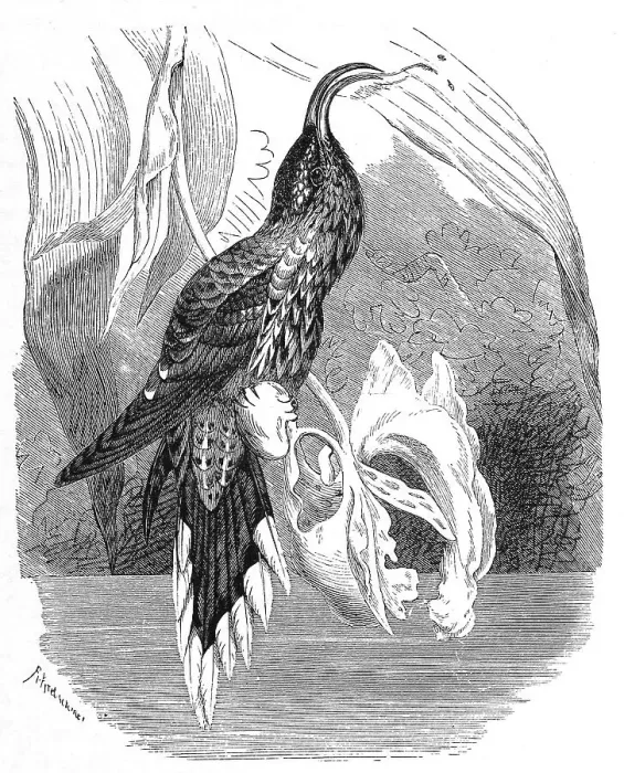 Framed Print : Bird, Eagle-billed or White-throated Sicklebill (Eutoxeres aquila)