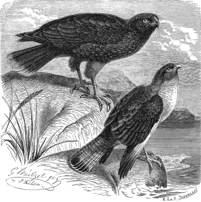 Framed Print : Bird, Falkland Chimango, Vulture Buzzard Framed Print : Bird, Falkland Chimango, Vulture Buzzard