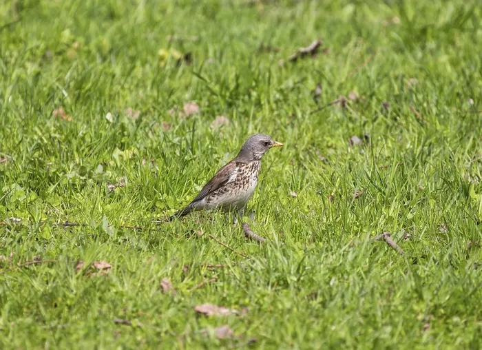 Framed Print : Bird fieldfare (turdus pilaris) on the green grass