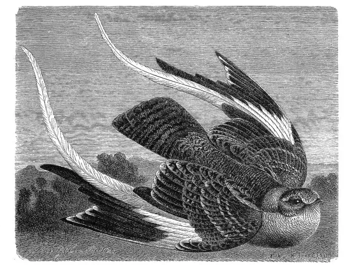 Framed Print : Bird, Flag-winged Nightjar (Caprimulgus vexillarius)
