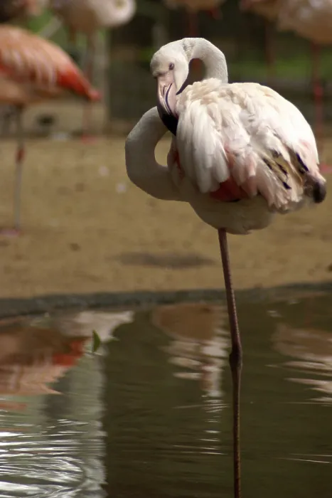 Framed Print : Bird, Flamingo, OiseauxFoz, Foz Iguacu