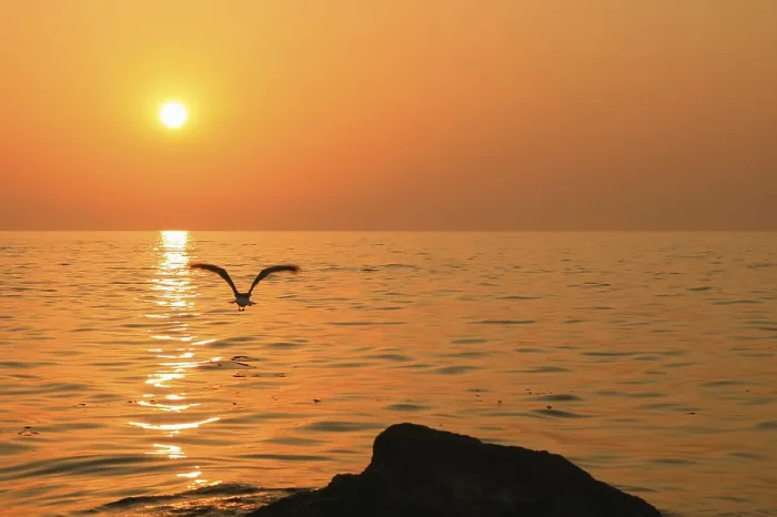 Framed Print : Bird flies above sunset sea