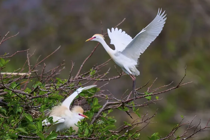 Framed Print : One bird in flight, the other on the branches Framed Print : One bird in flight, the other on the branches
