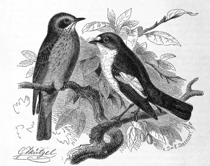 Framed Print : Bird, flycatcher, Muscicapa grisola and mourning flycatcher