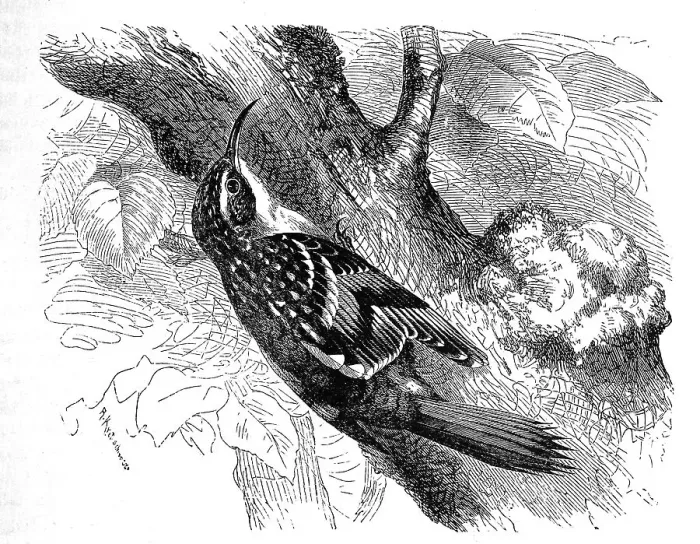 Framed Print : Bird, Garden treecreeper (Certhia brachydactyla) Framed Print : Bird, Garden treecreeper (Certhia brachydactyla)