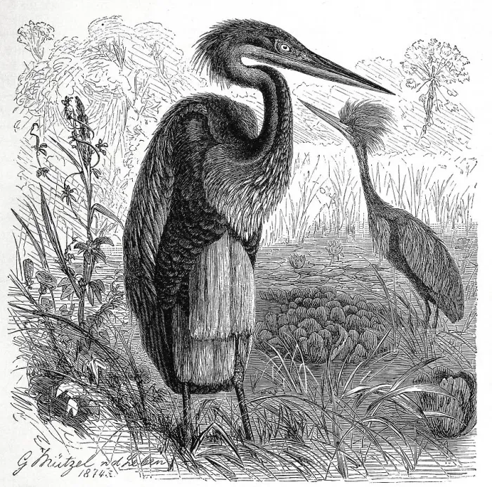 Framed Print : Bird, Giant heron Ardea nobilis