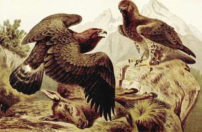 Framed Print : Bird, Golden eagle (Aquila chrysaetos) with prey