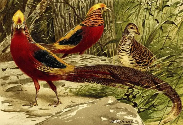 Framed Print : Bird, Golden Pheasant (Chrysolophus pictus)