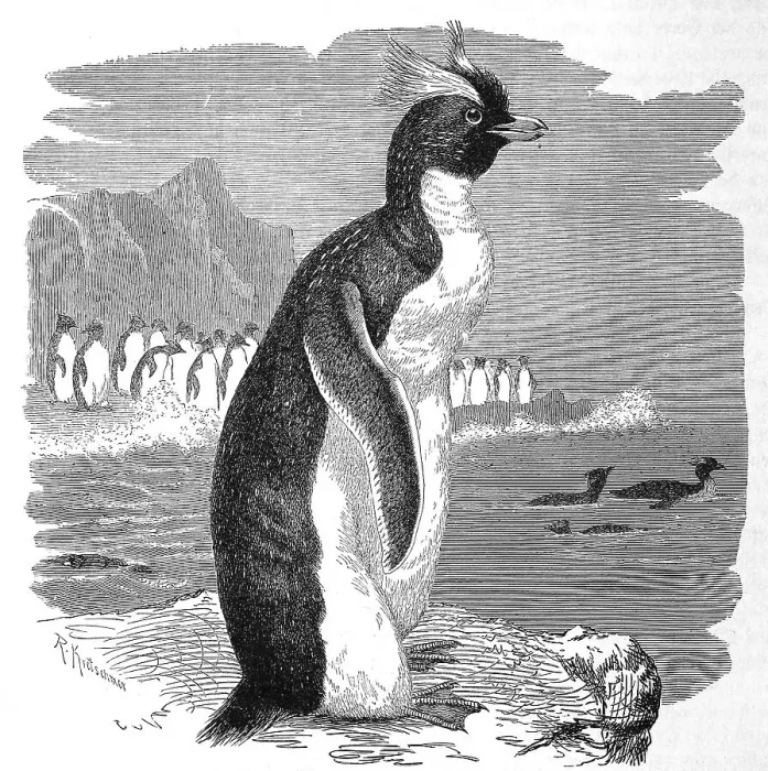 Framed Print : Bird, Golden-throated diver chrysocome