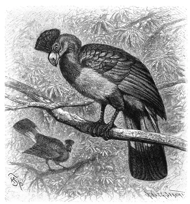 Framed Print : Bird, great blue turaco (Corythaeola cristata)