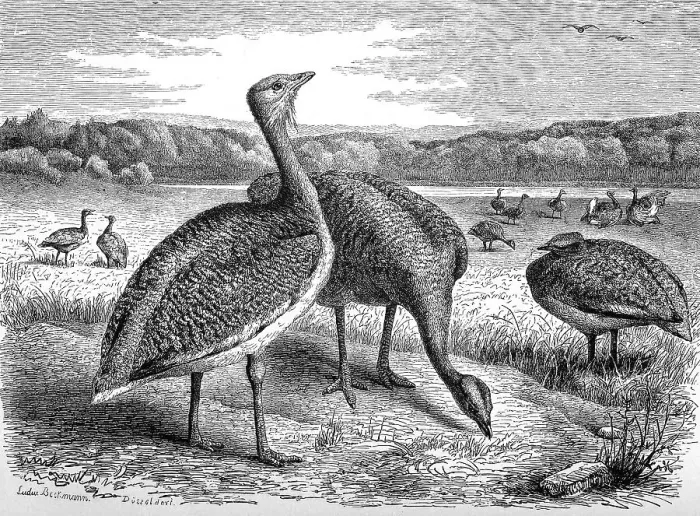 Framed Print : Bird, Great Bustard (Otis tarda) Framed Print : Bird, Great Bustard (Otis tarda)