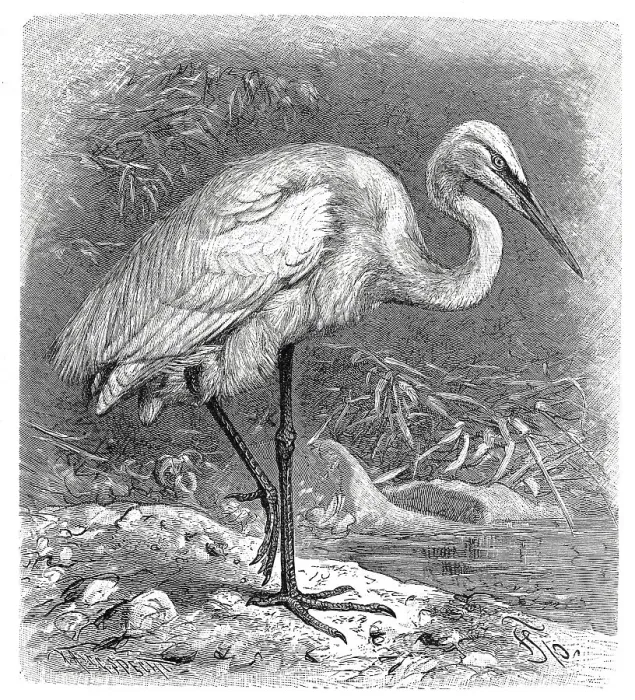 Framed Print : Bird, Great Egret (Egretta alba) great egret