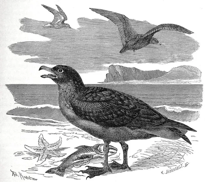 Framed Print : Bird, Great Skua (Stercorariidae) (Catharacta skua) syn