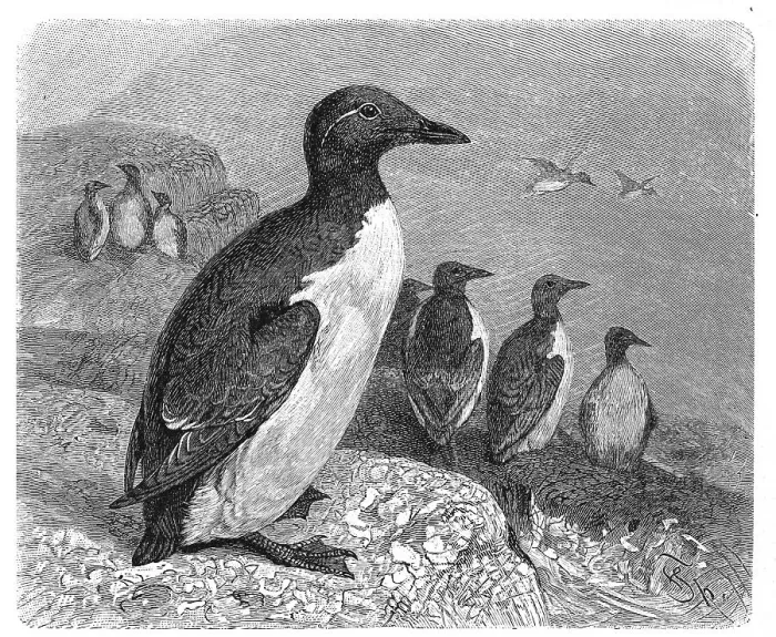 Framed Print : Bird, Guillemot, genus of guillemots (Uria aalge) Framed Print : Bird, Guillemot, genus of guillemots (Uria aalge)