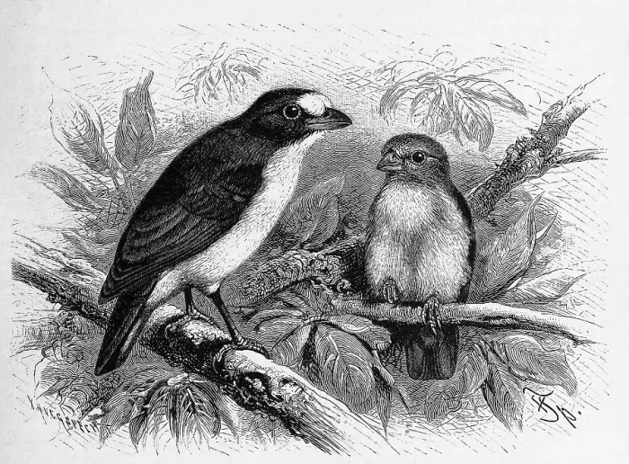 Framed Print : Bird, Guttamara, violaceous euphonia