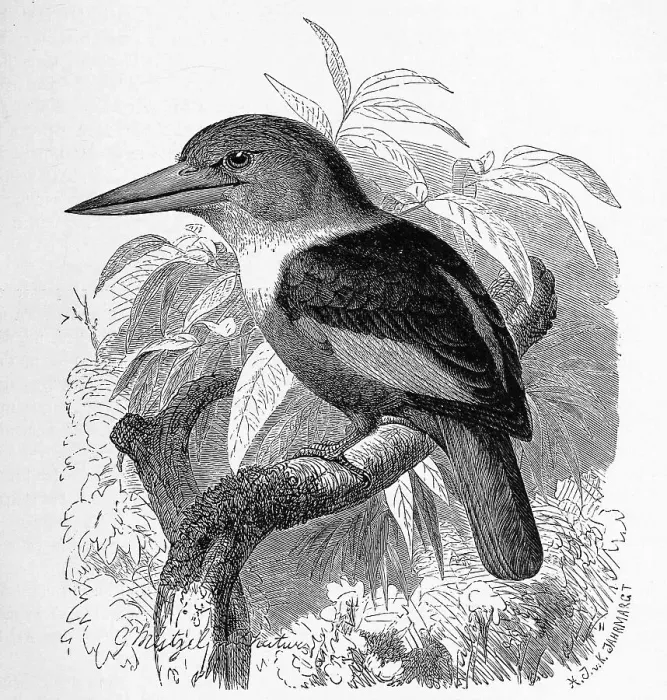 Framed Print : Bird, Haleyon semicoeruleus, Tree Kingfisher Framed Print : Bird, Haleyon semicoeruleus, Tree Kingfisher
