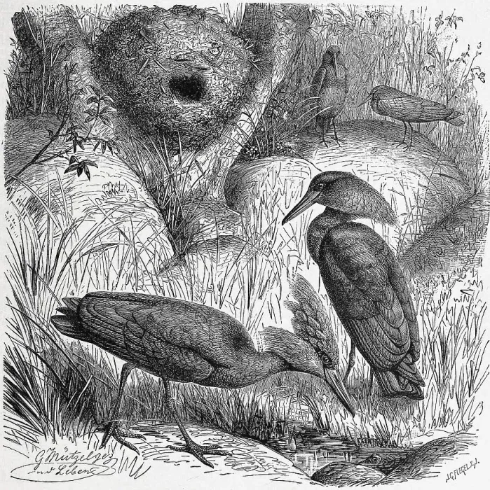 Framed Print : Bird, Hammerhead (Scopus umbretta) or hamerkop