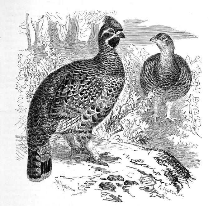 Framed Print : Bird, Hazel Grouse (Bonasa bonasia) Syn
