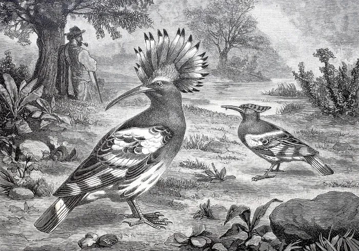 Framed Print : Bird, Hoopoe, Upupa epops, Historical