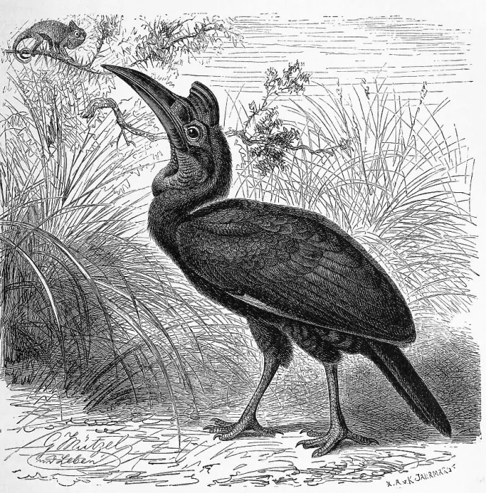 Framed Print : Bird, Horned raven, Tmetoceros abyssinicus