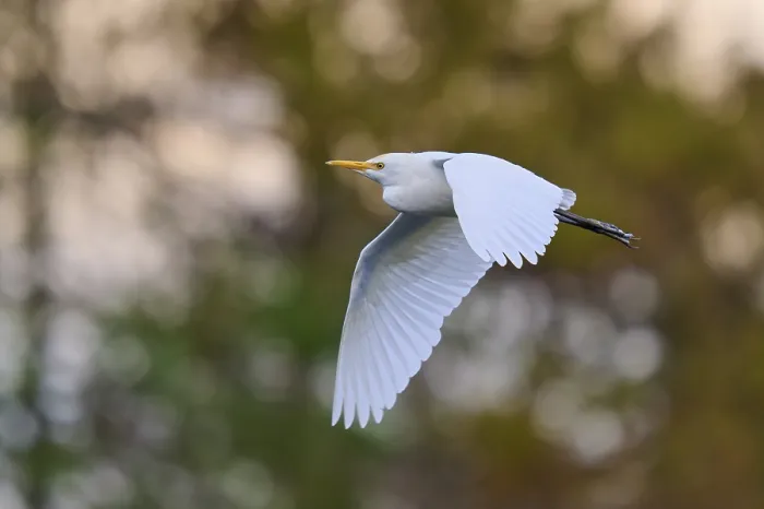 Framed Print : A bird hovers in the sky, with elegant outstretched wings