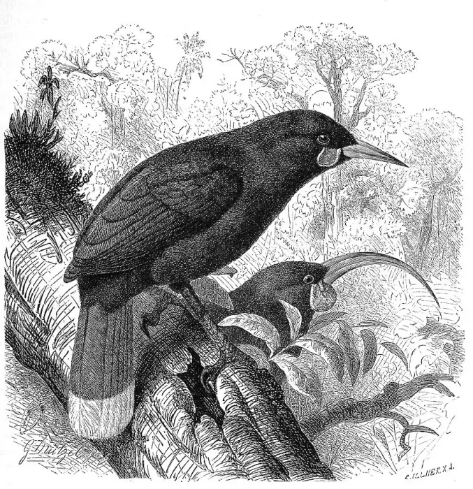 Framed Print : Bird, Huia (Heteralocha acutirostris) or huia Framed Print : Bird, Huia (Heteralocha acutirostris) or huia