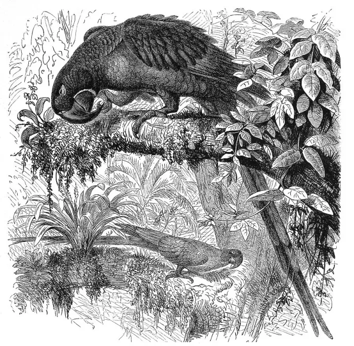 Framed Print : Bird, Hyacintharara, Sittace hyacinthina Framed Print : Bird, Hyacintharara, Sittace hyacinthina