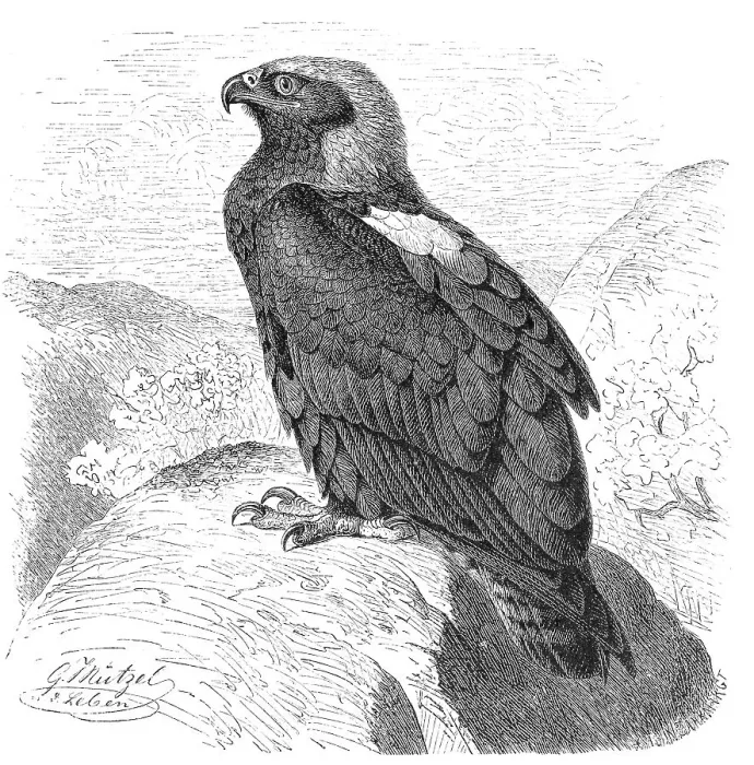 Framed Print : Bird, Imperial Eagle, also eastern imperial eagles (Aquila heliaca)
